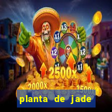 planta de jade significado espiritual